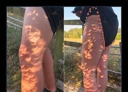 Enlace a  Una perspectiva alternativa del eclipse. Nos dimos cuenta de que el sol proyectaba la imagen a través de unos arbustos