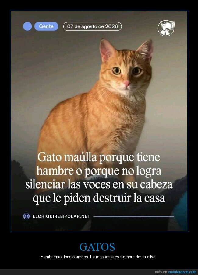 gato,maullido,mascotas,destrucci&oacute;n,comportamiento