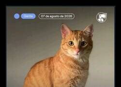 Enlace a Tu gato tiene dos modos: ignorarte o arruinarte