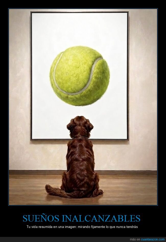 perro,frustraci&oacute;n,obsesi&oacute;n,pelota,inalcanzable