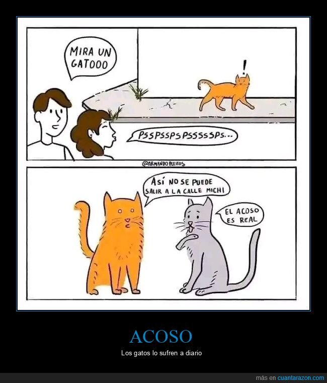 gatos,perd&oacute;n,acoso,mascotas,venganza