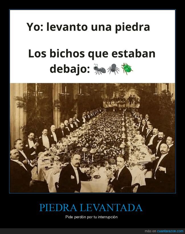 piedra,bichos,caos,naturaleza,comunidad