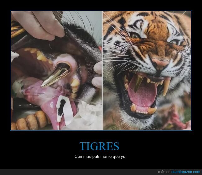 tigre,diente,oro,accidente,depredador