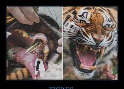 Enlace a Este tigre lleva un diente de oro después de que se le rompiera uno en un accidente.