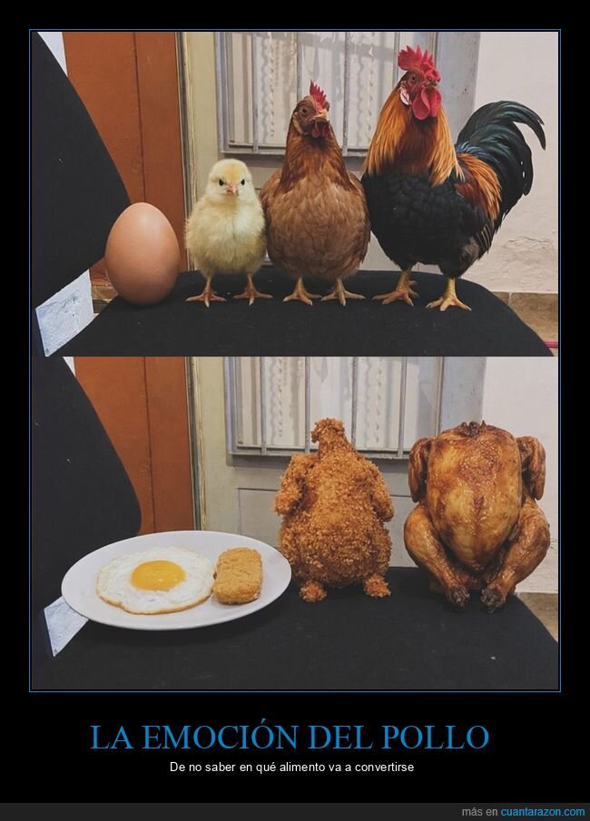 gallinas,evoluci&oacute;n,destino,cocina,ciclo