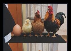 Enlace a La vida es un ciclo cruel para el pollo