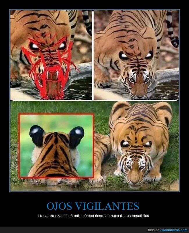 tigre,ocelli,depredador,naturaleza,supervivencia