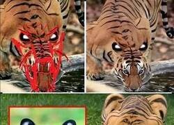 Enlace a Las manchas blancas que se ven detrás de las orejas del tigre se llaman ocelos y forman parte de la estrategia silenciosa de este depredador