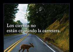 Enlace a La naturaleza se adapta