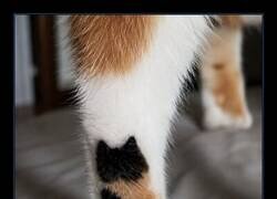 Enlace a El diseño en la patita del gatito también parece un pequeño gatito