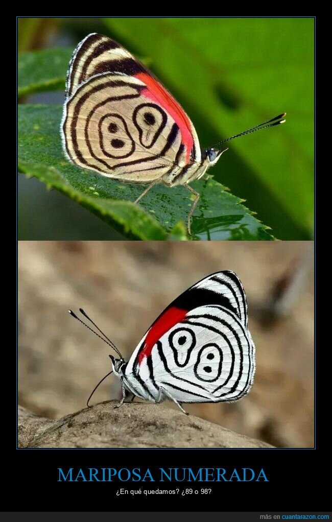 mariposa,Colombia,naturaleza,dise&ntilde;o,absurdo