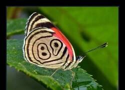 Enlace a Existe una especie de mariposa llamada 