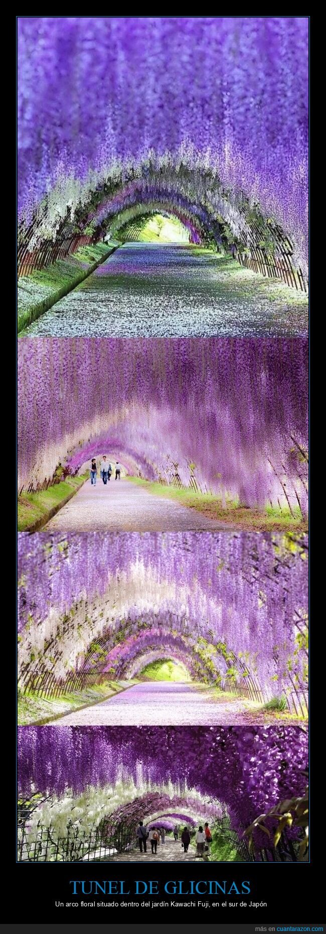 tunel,glicinas,flores,violeta,japon