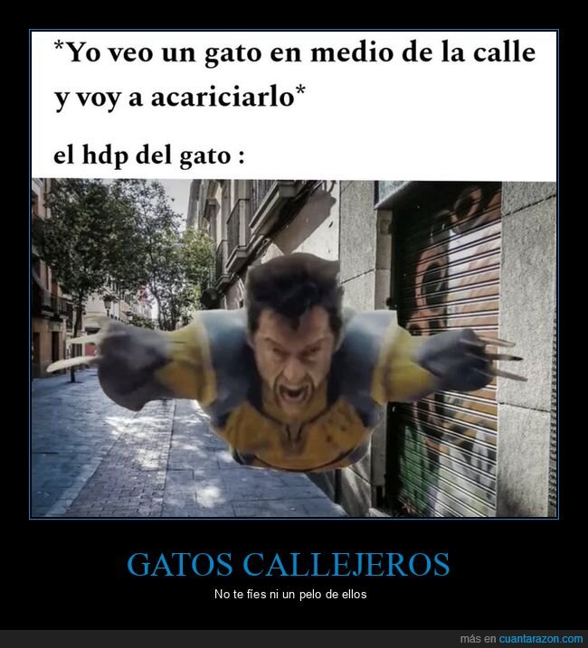 gato,calle,protecci&oacute;n,defensa,humor