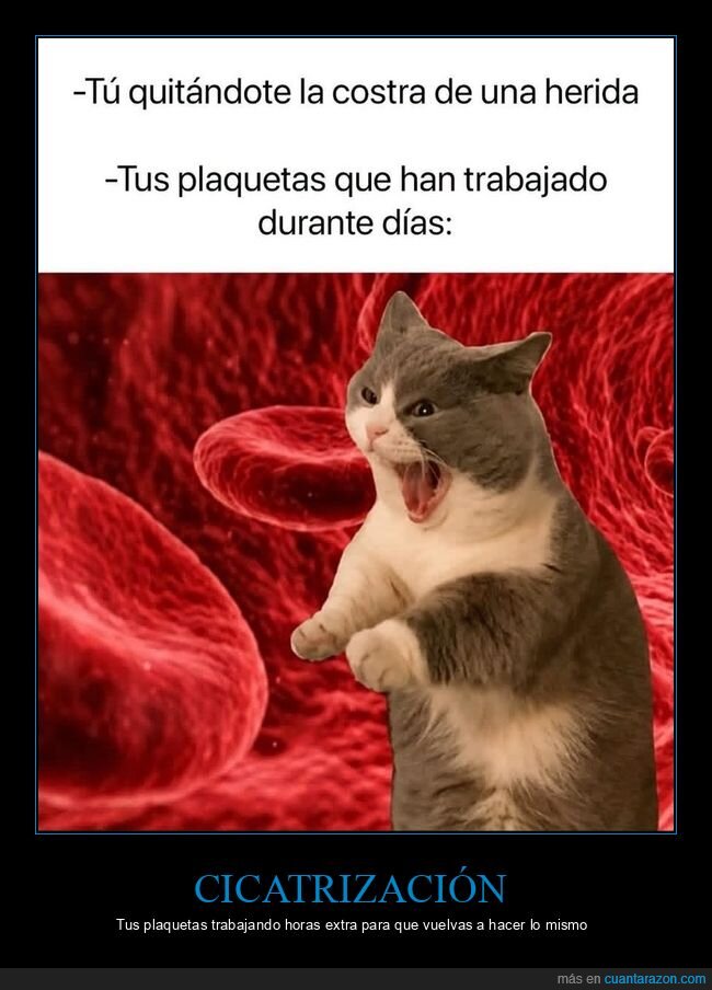 herida,cicatrizaci&oacute;n,plaquetas,costra,sanaci&oacute;n