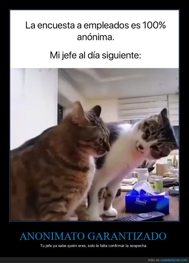 empresa,encuesta,an&oacute;nimo,jefe,gatos