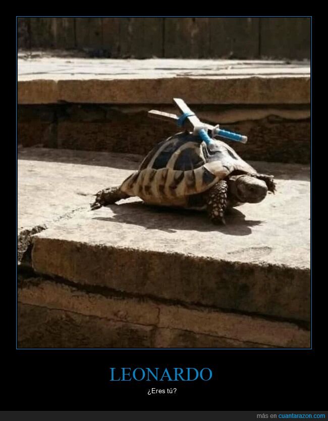 tortuga,velocidad,absurdo,tortuga ninja,leonardo
