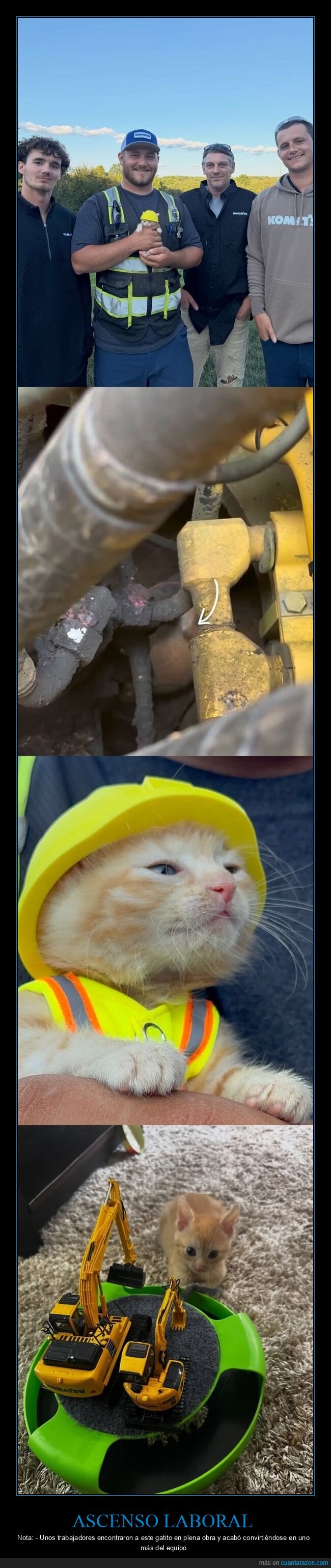 construcci&oacute;n,gatito,obra,equipo,ascenso