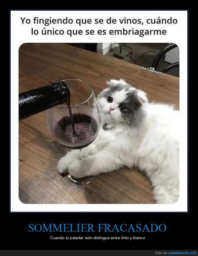 vinos,borrachera,fingimiento,gato,fracaso