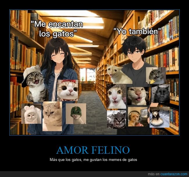 gatos,biblioteca,obsesi&oacute;n,mascotas,realidad