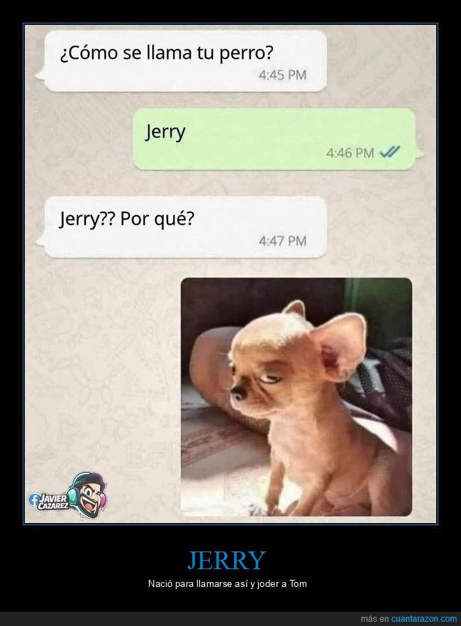perro,WhatsApp,Jerry,mascotas,conversaci&oacute;n