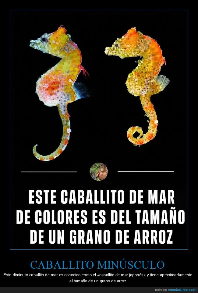 caballito,min&uacute;sculo,naturaleza,desproporcional,colorido