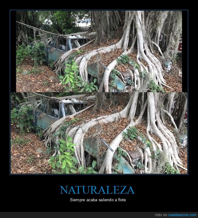 naturaleza,coche,abandono,Florida,tiempo