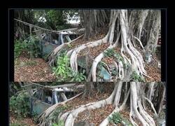 Enlace a Un árbol de higuera que, con el paso de los años, ha cubierto por completo un automóvil, en Bradenton, Florida