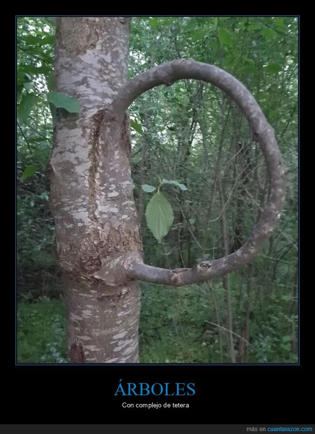 naturaleza,&aacute;rbol,inoculaci&oacute;n,rama,autodestrucci&oacute;n