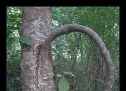 Enlace a Este árbol hizo crecer una rama que se unió a sí misma, fusionándose naturalmente a través de la inosculación