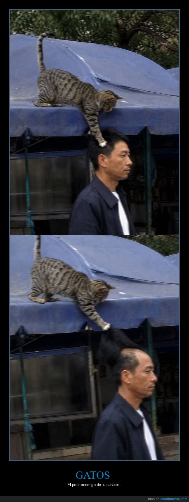 gato,gravedad,antes-despu&eacute;s,acrobacias,descuido