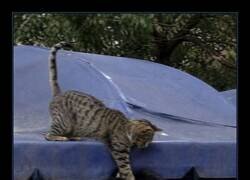 Enlace a Cuando el gato decide que la física es opcional