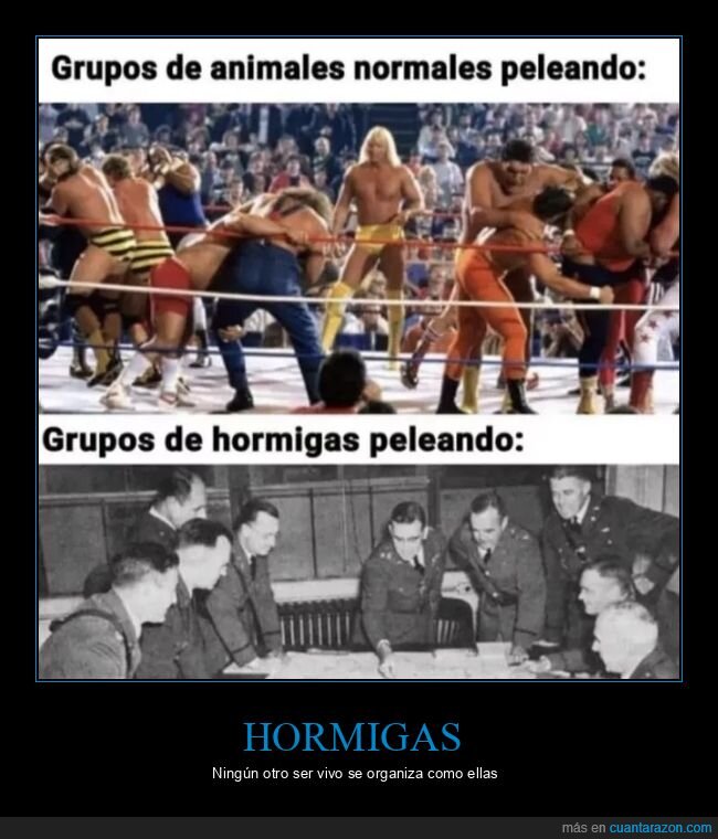 hormigas,organizaci&oacute;n,comportamiento,comparativa,naturaleza