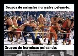 Enlace a Nadie puede superar la organización de las hormigas