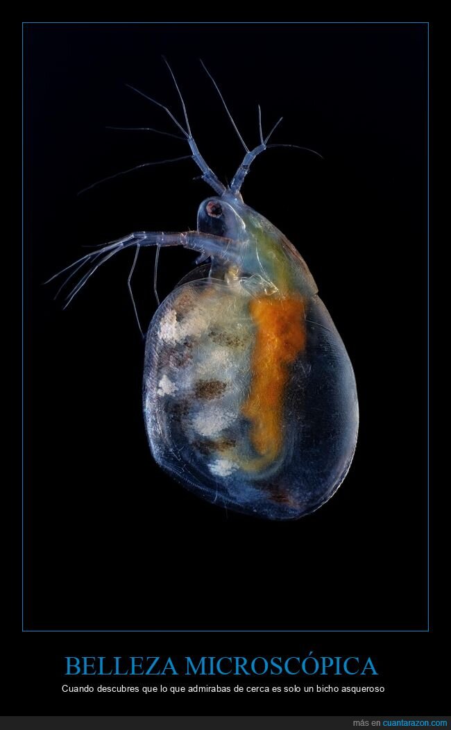 Microscopia,Naturaleza,Insignificancia,Biolog&iacute;a,Realidad