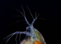 Enlace a Pulga de agua observada bajo un microscopio, con el tracto digestivo y el ojo compuesto visibles a través de su caparazón semitransparente.