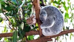 Enlace a Un koala durmiendo