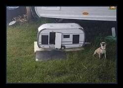 Enlace a Hasta el perro tiene mejor camper que tú