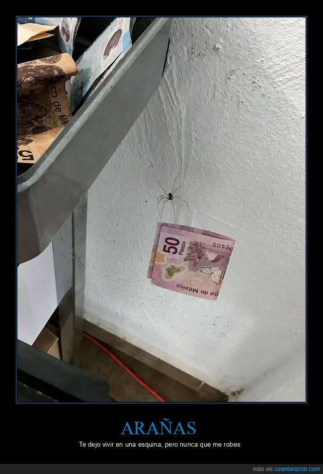 pobreza,dinero,ara&ntilde;a,esquina,supervivencia