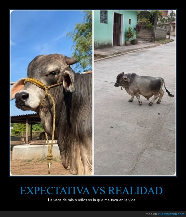 expectativa,realidad,decepci&oacute;n,transformaci&oacute;n,contraste
