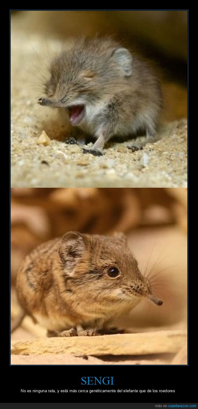sengi,elefante,evoluci&oacute;n,enga&ntilde;o,naturaleza