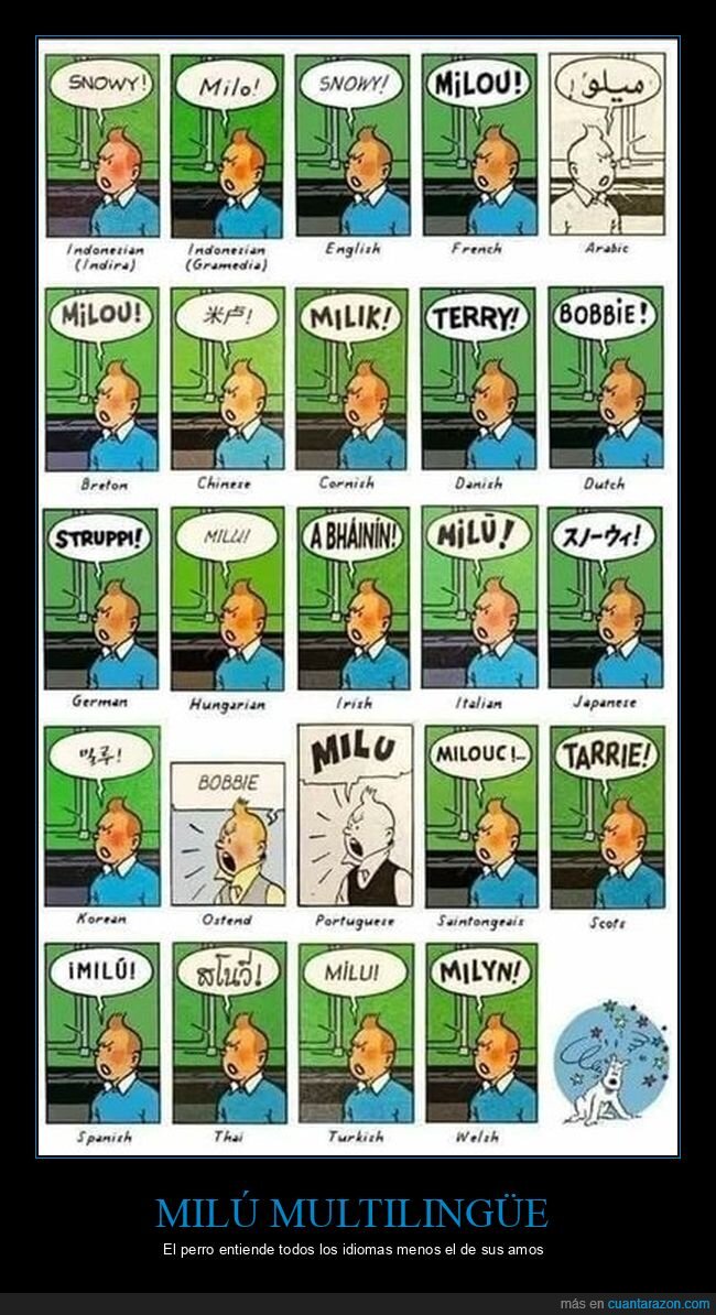 perro,idiomas,Tint&iacute;n,comunicaci&oacute;n,incomprendido