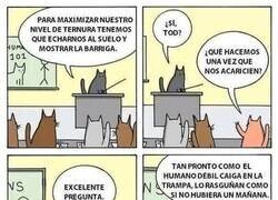 Enlace a Los gatos descubrieron que traumatizar es más efectivo que cazar