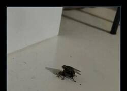 Enlace a Hasta los insectos me superan