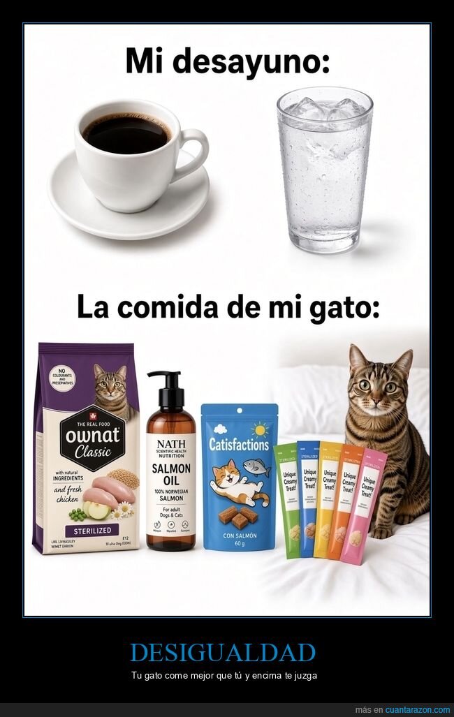 gato,desayuno,comida,mascota,injusticia