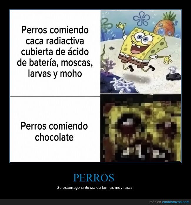 perros,chocolate,toxicidad,prioridades,absurdo