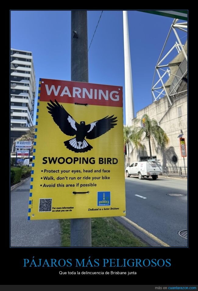 magpie,Brisbane,advertencia,naturaleza,peligro