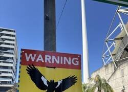 Enlace a Señal de advertencia sobre aves que atacan en picada en Brisbane