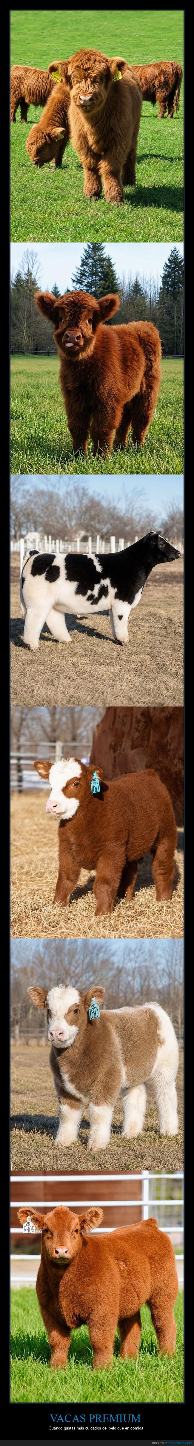 vacas,belleza,autocuidado,absurdo,vanidad