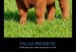 Enlace a Fotos de vacas después de haber sido lavadas con champú y de haberles aplicado acondicionador.